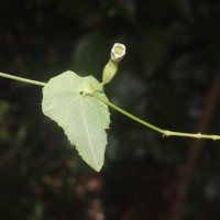 Solena umbellata (J.G.Klein ex Willd.) W.J.de Wilde & Duyfjes